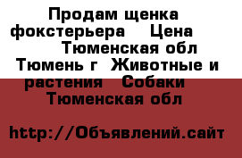 Продам щенка (фокстерьера) › Цена ­ 20 000 - Тюменская обл., Тюмень г. Животные и растения » Собаки   . Тюменская обл.